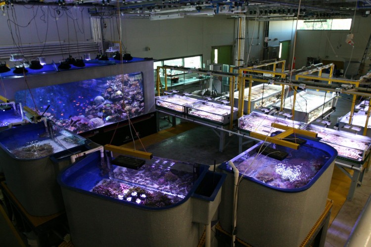 AIMS-SeaSim-Reef-Tanks